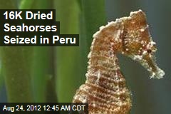 16,000 Dried Seahorses Seized in Peru