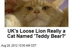 UK&#39;s Loose Lion Really a Cat Named &#39;Teddy Bear?&#39;
