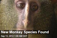 New Monkey Species Found