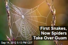 First Snakes, Now Spiders Take Over Guam