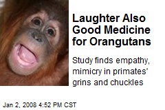 Laughter Also Good Medicine for Orangutans