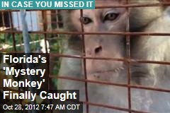 Florida&#39;s &#39;Mystery Monkey&#39; Finally Caught