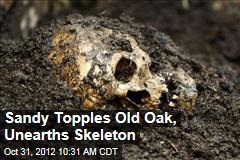 Sandy Topples Old Oak, Unearths Skeleton