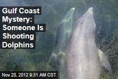 Gulf Coast Mystery: Someone Is Shooting Dolphins