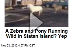 A Zebra and Pony Running Wild in Staten Island? Yep
