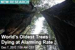 World&#39;s Oldest Trees Dying at Alarming Rate
