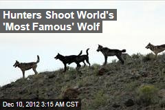 Hunters Shoot Famous Yellowstone Wolf