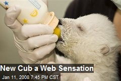 New Cub a Web Sensation