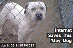 Internet Saves &#39;Gay&#39; Dog