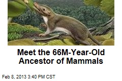 Meet the 66M-Year-Old Ancestor of All Mammals