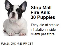 Strip Mall Fire Kills 30 Puppies
