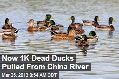 Now 1K Dead Ducks Pulled From China River