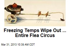 Freezing Temps Wipe Out ... Entire Flea Circus