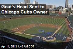 Goat&#39;s Head Sent to Chicago Cubs Owner