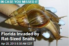Florida Invaded by Rat-Sized Snails