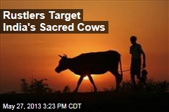Rustlers Target India&#39;s Sacred Cows