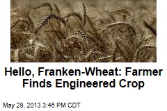 Hello, Franken-Wheat: Farmer Finds Engineered Crop