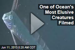 One of Ocean&#39;s Most Elusive Creatures Filmed