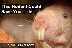 This Rodent Could Save Your Life