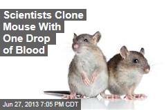 Scientists Clone Mouse With One Drop of Blood