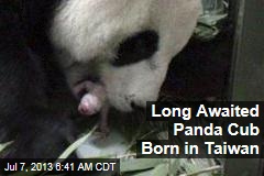 Long Awaited Panda Cub Born in Taiwan