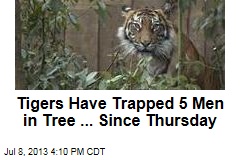 Tigers Have Trapped 5 Men in Tree ... Since Thursday