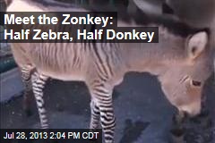 Meet the Zonkey: Half Zebra, Half Donkey