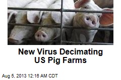 New Virus Decimating US Pig Farms