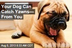 Your Dog Can Catch Yawns&mdash; From You