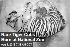 Rare Tiger Cubs Born at National Zoo
