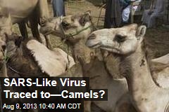 SARS-Like Virus Traced to&mdash;Camels?