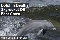 Dolphin Deaths Skyrocket Off East Coast