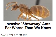 &#39;Stowaway&#39; Ants Far Worse Than We Knew: Researchers