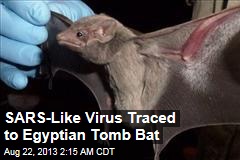 SARS-Like Virus Traced to Egyptian Tomb Bat