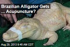 Brazilian Alligator Gets ... Acupuncture?