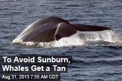 To Avoid Sunburn, Whales Get a Tan