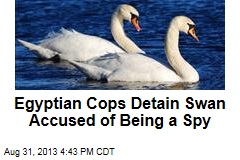 Egyptian Cops Detain Swan Accused of Being a Spy