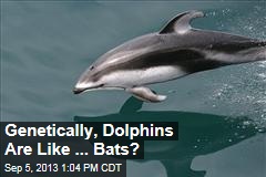 Genetically, Dolphins Are Like ... Bats?