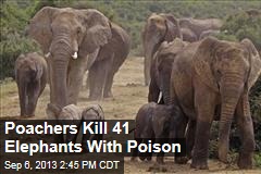 Poachers Kill 41 Elephants With Poison