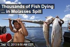 Thousands of Fish Dying ... in Molasses Spill