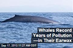Whales Record Years of Pollution &mdash;in Their Earwax