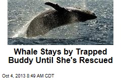 Whale Stays by Trapped Buddy Until She&#39;s Rescued