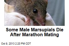 Some Male Marsupials Die After Marathon Mating