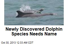 New Species of Dolphin Needs a Name