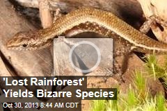 Mountaintop &#39;Lost Rainforest&#39; Yields Bizarre Species