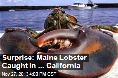 Surprise: Maine Lobster Caught in ... California