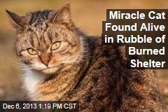 Miracle Cat Found Alive in Rubble of Burned Shelter