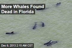 More Whales Found Dead in Florida