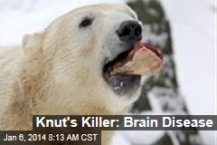 Knut&#39;s Killer: Brain Disease