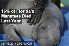 16% of Florida&#39;s Manatees Died Last Year